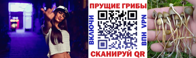 Псилоцибиновые грибы Psilocybe  Сорочинск 